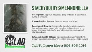 Mold Glossary  Stachybotrys  Memnoniella [upl. by Vaasta487]