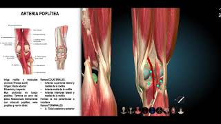Vascularización miembro inferior [upl. by Azeret]