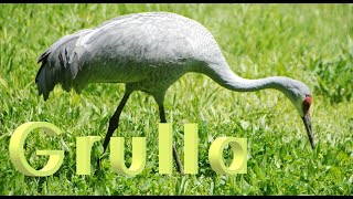 Grulla Gruidae  Clase Aves [upl. by Marvel]