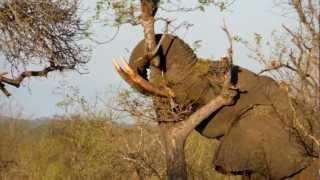 Elephant breaking tree Manyeleti GR  Tintswalo Safari Lodge [upl. by Anaeli]