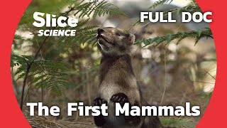 Chinese Fossils Reveal the Evolution of Mammals  SLICE SCIENCE  FULL DOCUMENTARY [upl. by Hanway]