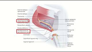 Genitofemoral nerve MRCS question solve CRACK MRCS [upl. by Kenison]