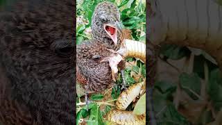 The plover catches snakes and brings them back to its nest to eat The plover hunts for prey [upl. by Arualana]