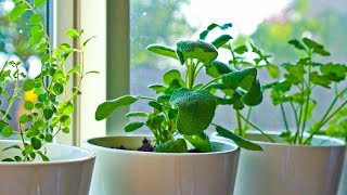 10 Herbs You Can Grow Indoors on Kitchen Counter [upl. by Merriott]