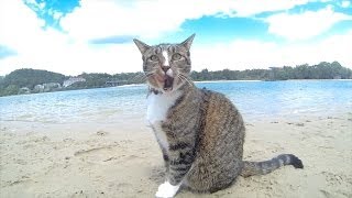 HAPPY DOGS amp CAT in AUSTRALIA  Pharrell Williams quotHAPPYquot song [upl. by Yorke41]