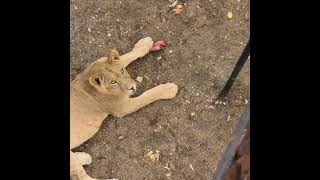 Wildlife safari Animals With lion Man 😎❤ [upl. by Mast786]