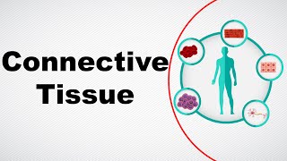 Structure and Function of Connective Tissue  Animal Tissue  Biology  Letstute [upl. by Cristine]