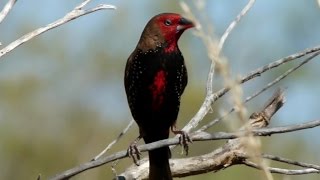 Pilbara Inhabitants  FINCHES [upl. by Rempe]