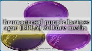 Bromocresol purple lactose agar BPLA medium culture media lecture 23 [upl. by Buiron]