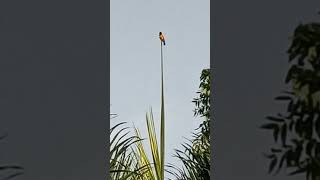 Venezuelan Troupial at the peak of a palm Puerto Rico nature birdwatching puertorico [upl. by Wampler]