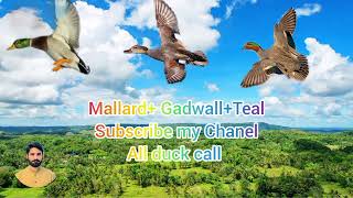 duck call huntingDuck call soundmugabi ki azwazdifferent duck call soundsubscribe my Chanel [upl. by Shepley]