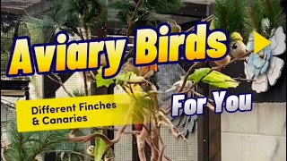 Finches and Canaries in the Outdoor Aviary [upl. by Amaryllis]