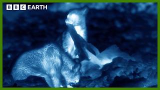 Bears Caught Getting a Midnight Snack in Night Vision  BBC Earth [upl. by Clarhe853]