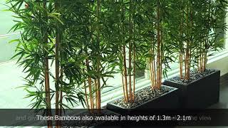 Bamboos make wonderful screen plants [upl. by Farika629]