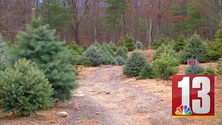 Christmas tree farm opening for season in Earlton [upl. by Eugeniusz]