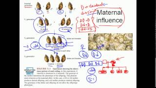 Maternal inheritance [upl. by Benzel995]