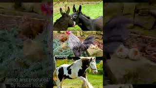 LANDLEBEN  Bauernhof Tierstimmen für Kinder Kuh Schaf Huhn Pferd Esel Küken Hahn Ziege [upl. by Llenrev]