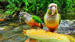 green conure bird eating corn in water It sings too Green Cheek Conure Parrot Bird [upl. by Ybroc]