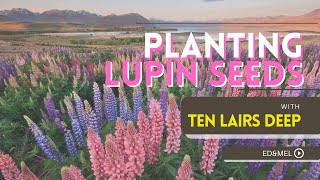 Lupinus polyphyllus  How to Plant LUPIN SEED  Zone 3 Flower Farm  Ten Lairs Deep [upl. by Natsirhc]