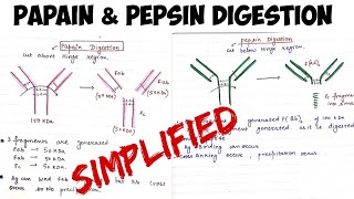 Papain and Pepsin digestion of Antibodyimmunology [upl. by Noloc]