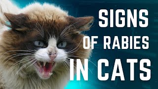 Cat Rabies Symptoms  Rabies in Cats  Cat With Rabies  Rabies Cat  Cat Grooming [upl. by Conall]