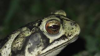 Gulf coast toad with nictitating membrane [upl. by Rasla]