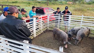 FEIRA DE SUÍNOS EM CUPIRA PE ALÉM DE CAPRINOS E OVINOS 31072024 nordeste [upl. by Eidualc]