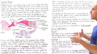 Structure of Skeletal Muscle [upl. by Calvo104]