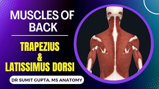 MUSCLES OF BACK  Trapezius and latissimus dorsi muscles  POSTERIOR AXIOAPPENDICULAR MUSCLES [upl. by Hazelton]