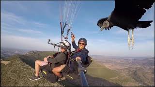 Vulture Joins Paragliders as They Soar Above Spanish Mountains [upl. by Yeldud]