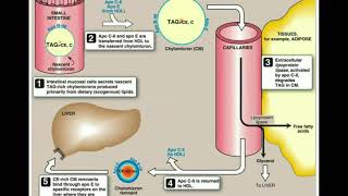 Lipid Digestion amp Absorption into the Lymphatic System [upl. by Lamond]