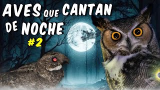 AVES que CANTAN de NOCHE🦉🎶 2 Un Concierto en la Oscuridad [upl. by Adolphus596]