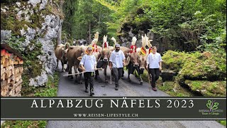 Alpabzug Näfels 2023  reisenlifestylech [upl. by Ennasor11]