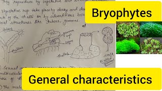 Bryophytes ll General Characteristic of Bryophyta ll new bryophytes bryophyta important neet [upl. by Karoly591]