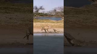 Antelope escapes from crocodile [upl. by Felice]