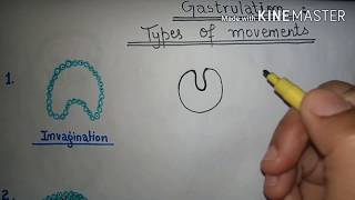 Gastrulation  types of cell movements [upl. by Dnomed368]