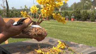 Bonsai Forsythia on the rock [upl. by Labors]