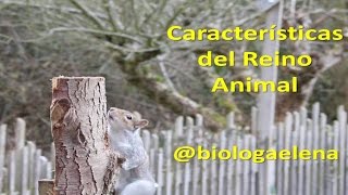 Características de los animales  Reino Animal [upl. by Anai]