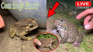 🐸🤏Boing boing catching froggy funny  catch frogs make you laugh  catch frogs for fun part 07 [upl. by Genni]