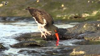 An American Oystercatcher foraging [upl. by Atikin]