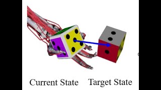 BiDexHands Towards HumanLevel Bimanual Dexterous Manipulation [upl. by Kovar]