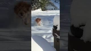 firstsnow goldendoodle happy cutedog coloradosprings cold goodmorning goodvibes christmas [upl. by Bellanca998]