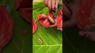 Mamey sapote atau sawo terbesar di dunia shortvideo [upl. by Gauldin]