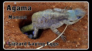 Agama Lizard Laying Eggs [upl. by Ahseekan]