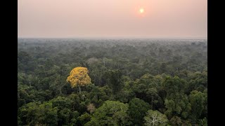 National Geographic and Rolex Perpetual Planet Amazon Expedition [upl. by Waverley]