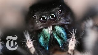 Inside a Jumping Spider’s Brain  ScienceTake  The New York Times [upl. by Elizabeth]