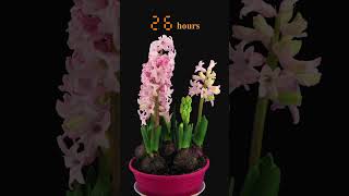 Pink hyacinth flower Growing  Time lapse shorts [upl. by Atsyrk]