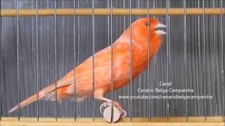 canario vermelho cantando muito [upl. by Aven567]