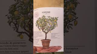 POTARE IL LIMONE a OTTOBRE [upl. by Arleen]