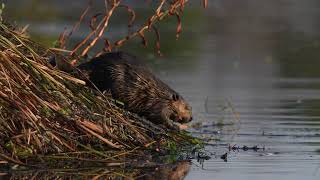 A North American Beaver hauls and stuffs mud and pond vegetation up onto its northern USA lodge [upl. by Jozef]